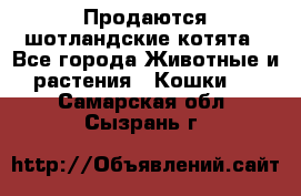 Продаются шотландские котята - Все города Животные и растения » Кошки   . Самарская обл.,Сызрань г.